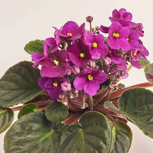 Сенполія мікс, артикул: 18381 Зображення товару Сенполія мікс, артикул: 18381