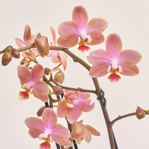 Зображення товару Фаленопсис Мф "Парфум" 2ст., артикул: 57160