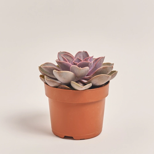 Зображення товару Сукулент мікс, артикул: 2084