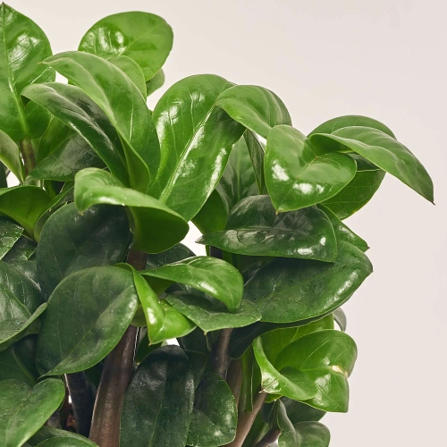 Заміокулькас Зензі 5ст., артикул: 53969 Зображення товару Заміокулькас Зензі 5ст., артикул: 53969