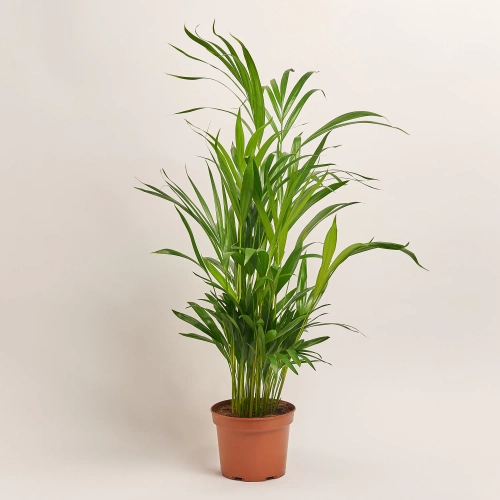 Дипсіс Лутесценс, артикул: 21683 Зображення товару Дипсіс Лутесценс, артикул: 21683