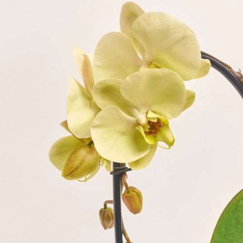 Зображення товару Фаленопсис каскад 1ст. жовтий, артикул: 56457