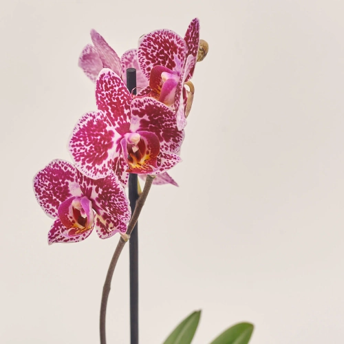 Фаленопсис міні 1ст. в кер., артикул: 50231 Зображення товару Фаленопсис міні 1ст. в кер., артикул: 50231