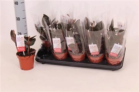 Лудисія Дісколор, артикул: 22760 Зображення товару Лудисія Дісколор, артикул: 22760