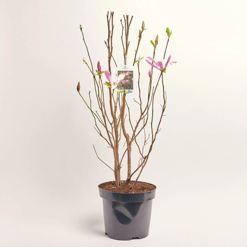 Зображення товару Магнолія Сюзан, артикул: 57217