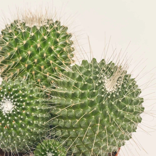 Зображення товару Кактус Бол мікс, артикул: 53324