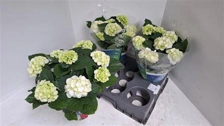 Гортензія біла 7ст., артикул: 45727 Зображення товару Гортензія біла 7ст., артикул: 45727