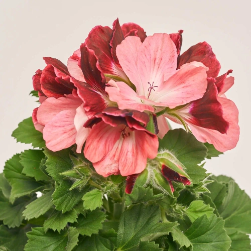 Пеларгонія мікс, артикул: 1279 Зображення товару Пеларгонія мікс, артикул: 1279