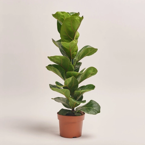 Фікус Лірата Бамбіно, артикул: 41128 Зображення товару Фікус Лірата Бамбіно, артикул: 41128