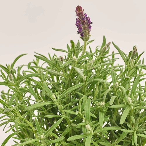 Зображення товару Лаванда Анук, артикул: 26340