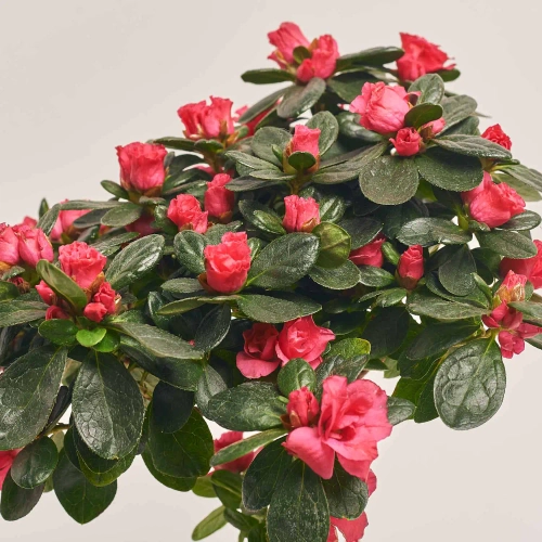 Зображення товару Азалія мікс штам, артикул: 24758