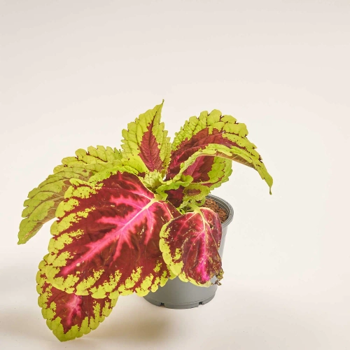 Зображення товару Плектантус мікс, артикул: 57442