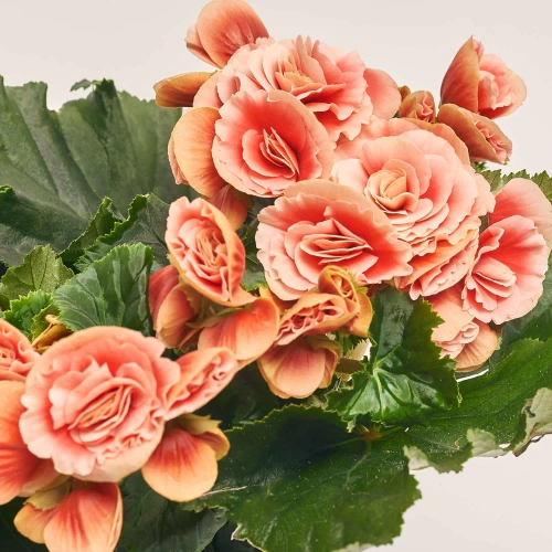 Бегонія мікс, артикул: 1205 Зображення товару Бегонія мікс, артикул: 1205