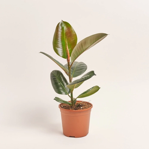 Зображення товару Фікус ел Робуста 1ст., артикул: 25621