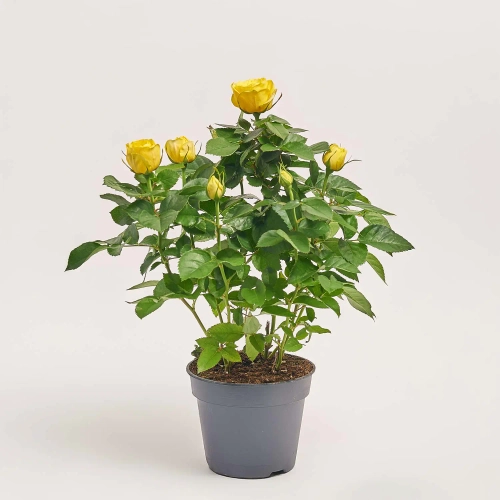 Троянда мікс, артикул: 1295 Зображення товару Троянда мікс, артикул: 1295