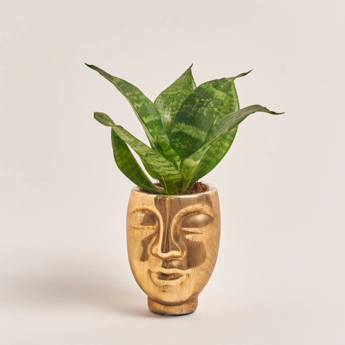 Зображення товару Сансевієрія Трифасція "Голд Фейс", артикул: 33818