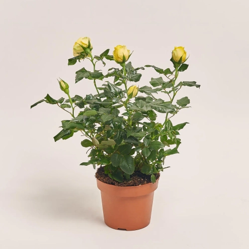 Зображення товару Троянда мікс, артикул: 1293