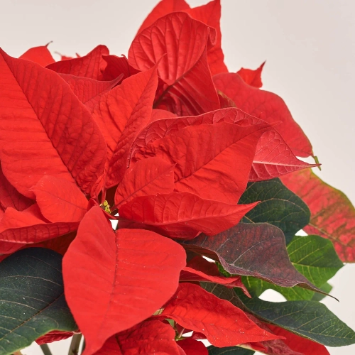 Зображення товару Пуансетія Крісмас Юніверс, артикул: 54365
