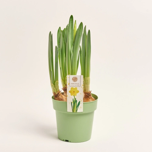 Зображення товару Нарцис мікс, артикул: 57142