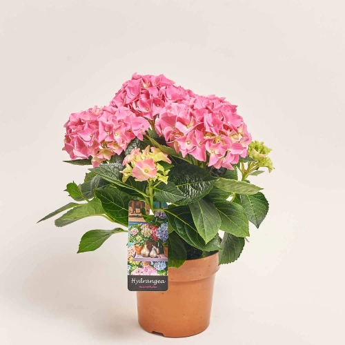 Зображення товару Гортензія рожева 7ст., артикул: 56613