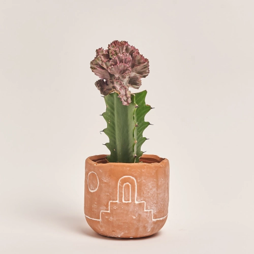 Еуфорбія Лактея Крістата в кер., артикул: 30796 Зображення товару Еуфорбія Лактея Крістата в кер., артикул: 30796