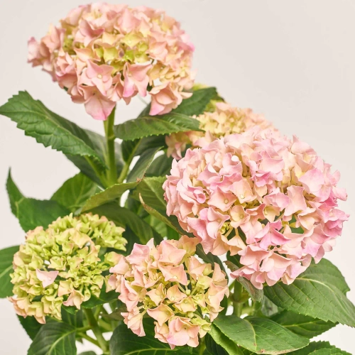 Зображення товару Гортензія мікс 4ст., артикул: 18585