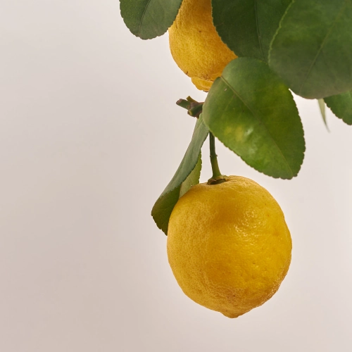 Зображення товару Цитрофортунелла Лимон, артикул: 55436