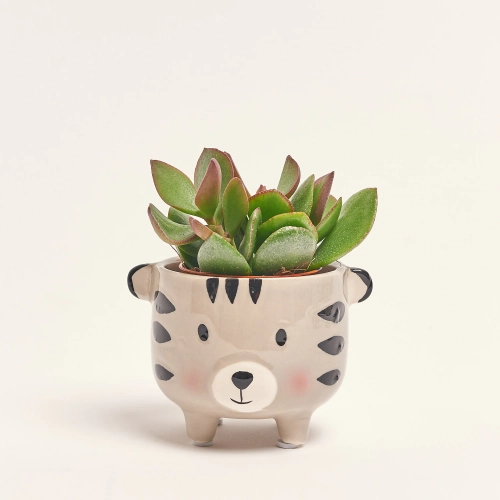 Зображення товару Сукулент мікс "Звірятка" в кер., артикул: 49656