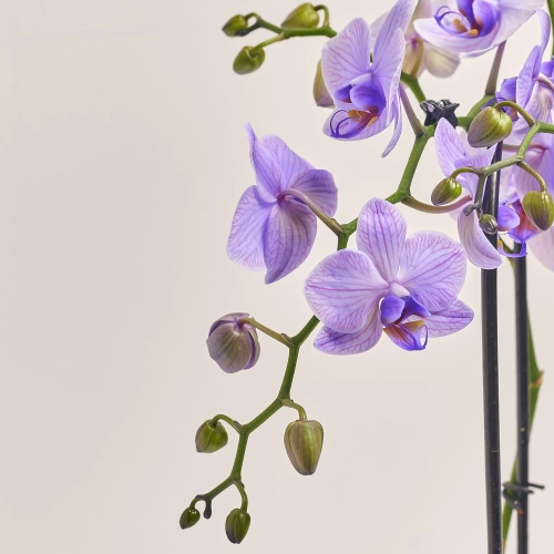 Фаленопсис Фарбований та Кашпо Сет 224, артикул: 53725 Зображення товару Фаленопсис Фарбований та Кашпо Сет 224, артикул: 53725