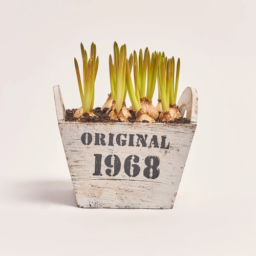 Мускарі в дерев'яному горщ., артикул: 43949 Зображення товару Мускарі в дерев'яному горщ., артикул: 43949