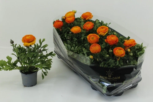 Зображення товару Ранункулус помаранчевий, артикул: 57112