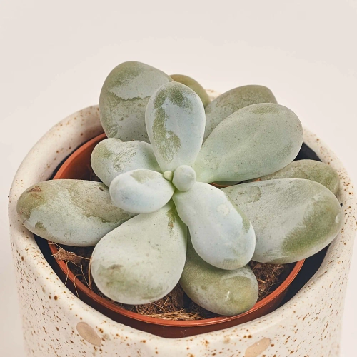 Зображення товару Сукулент мікс в кер., артикул: 30451