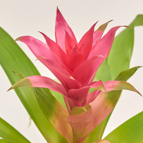 Зображення товару Гузманія Воіла, артикул: 52323