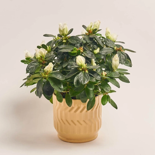 Азалія мікс в кер., артикул: 52993 Зображення товару Азалія мікс в кер., артикул: 52993