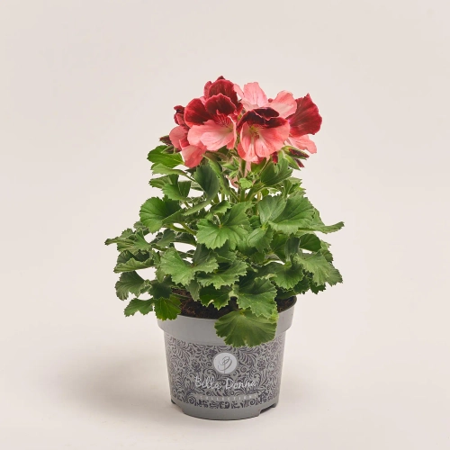 Пеларгонія мікс, артикул: 1279 Зображення товару Пеларгонія мікс, артикул: 1279