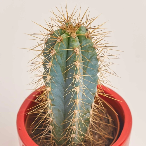 Зображення товару Кактус "Новорічний мікс" в кер., артикул: 53597