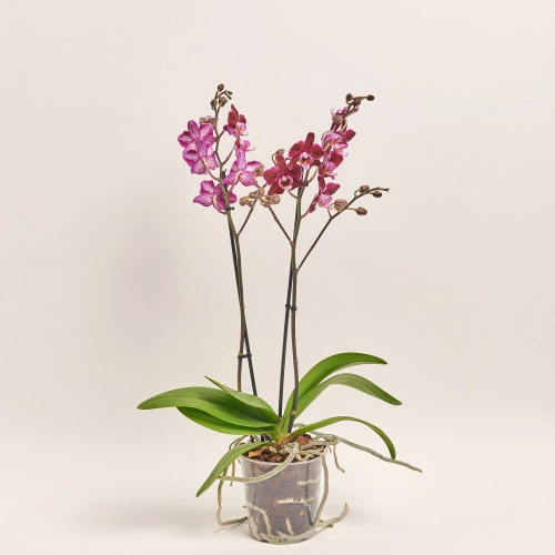 Зображення товару Фаленопсис мультифлора 2ст. мікс, артикул: 18367