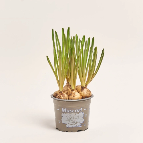 Зображення товару Мускарі Арменікум, артикул: 56224