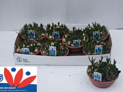 Мускарі Арменікум, артикул: 56412 Зображення товару Мускарі Арменікум, артикул: 56412