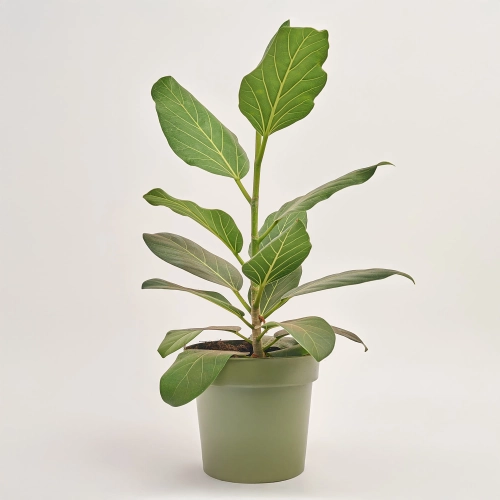 Фікус бенгальський Одрі, артикул: 42611 Зображення товару Фікус бенгальський Одрі, артикул: 42611