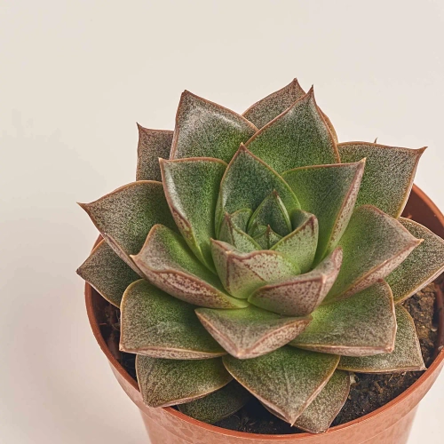 Зображення товару Ехеверія мікс, артикул: 38516