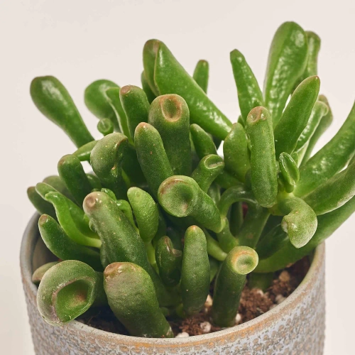 Зображення товару Сукулент мікс в кер., артикул: 51980