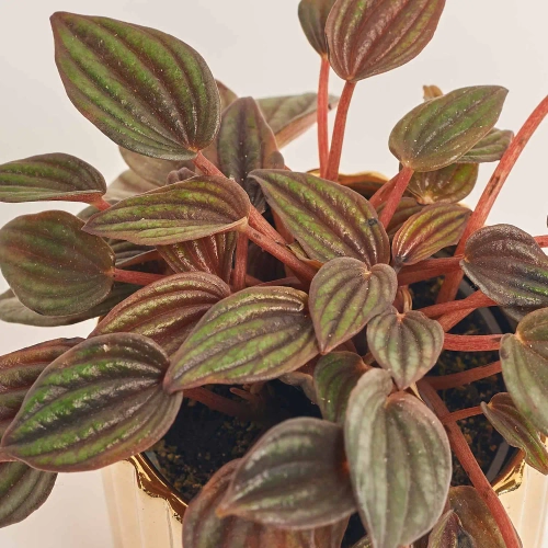 Зображення товару Пеперомія Каперата мікс в кер., артикул: 52072