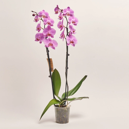 Фаленопсис 2ст. мікс, артикул: 18519 Зображення товару Фаленопсис 2ст. мікс, артикул: 18519