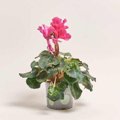 Зображення товару Цикламен Хеліос Кьорлі, артикул: 23624