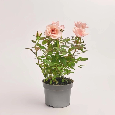 Зображення товару Троянда Розарома, артикул: 56392