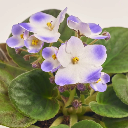 Сенполія мікс, артикул: 18381 Зображення товару Сенполія мікс, артикул: 18381