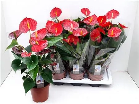 Зображення товару Антуріум Каріно Пуро, артикул: 54152