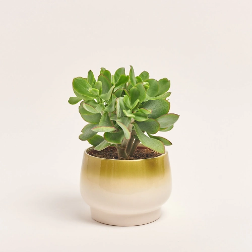 Зображення товару Сукулент мікс, артикул: 41177