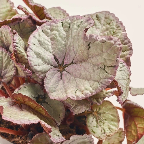 Зображення товару Бегонія Белеаф мікс, артикул: 2162